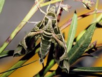 0006 (Oleanderschwärmer)